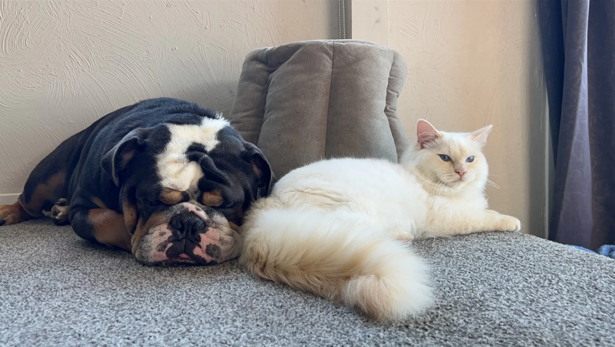 Ragroyalty Prince Mateo